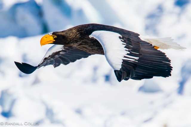 Spirit of Steller's Sea Eagles of Hokkaido | Global Sojourns Photography