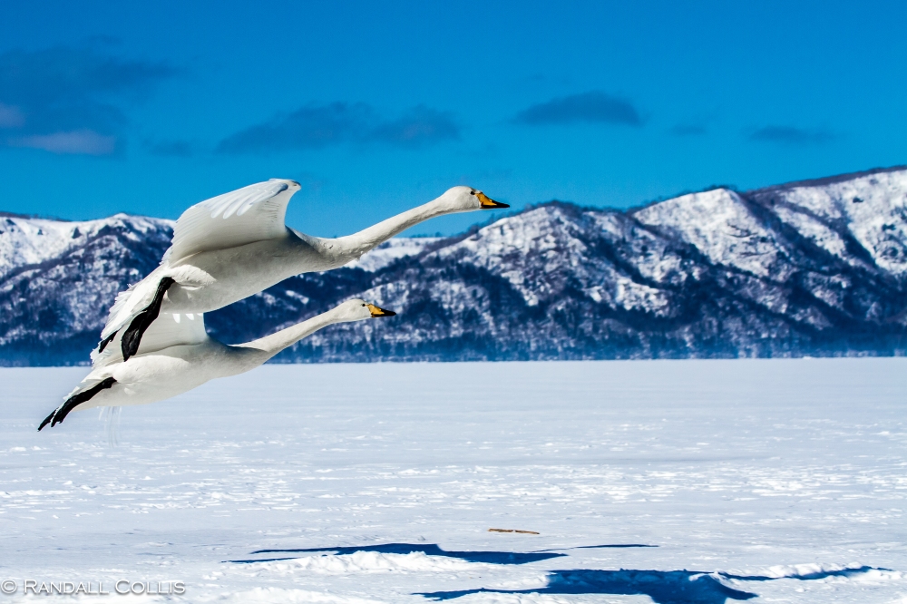 Whooper Swan Hokkaido Lake Mashuko Japan-1