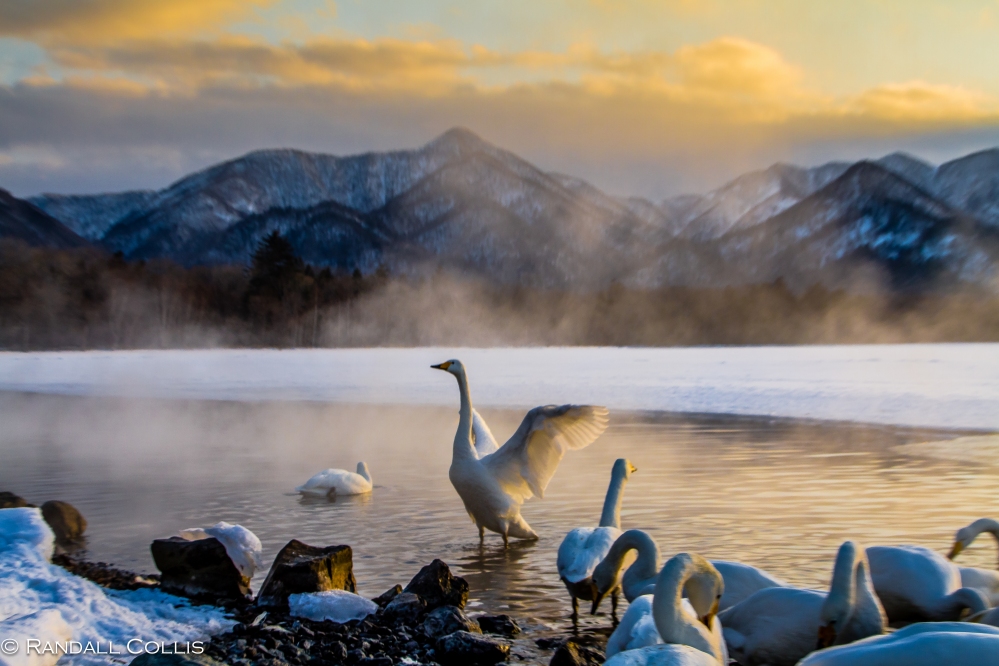 Whooper Swan Hokkaido Lake Mashuko Japan-5