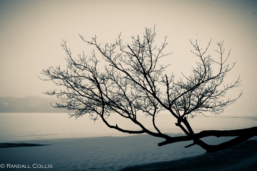 Lonely Winter Tree along Frozen Lake
