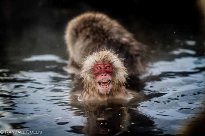 Japanese Macaque Snow Monkey - Perception of Time-11